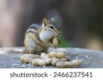 wild chipmunks stuff nuts in mouth