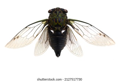 A Wild Cicada With Opening Wings