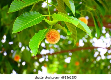 Wild Cinchona (Kra Thum Tree)