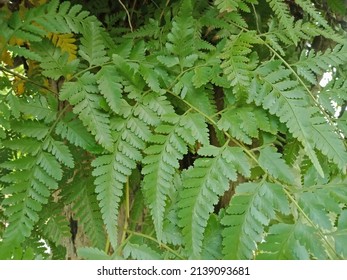 Wild Cinnamon Fern Plant Growing On Tree.