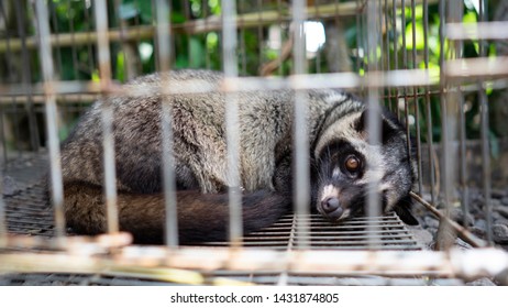 The Wild Civet Sleep In The Cage