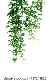Wild climbing vine ivy jungle plant, Bush grape or Cayratia trifolia (Linn.) Domin. liana plant isolated on white background, clipping path included. Hanging bush of jungle vines.