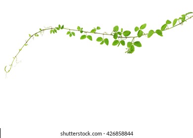 Wild Climbing Vine Ivy Plant, Bush Grape Or Cayratia Trifolia (Linn.) Domin. Isolated On White Background