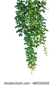 Wild Climbing Vine Ivy Plant, Bush Grape Or Cayratia Trifolia (Linn.) Domin. Isolated On White Background With Clipping Path. Hanging Bush Of Jungle Vines.