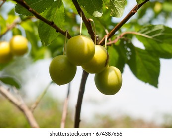 Wild Close Up Growing Gage Plums On Tree; Essex; UK