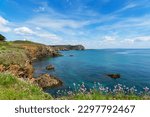Wild coast, armeria maritima and turquoise waters on the peninsula of Crozon in Brittany - France