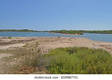
wild coast of a river with sand and green bushes