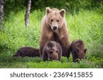 Wild coastal brown bear cub in Katmai National Park (Alaska).