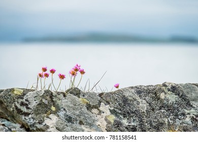 Wild coastal flowers growing on rocks on the shores in Scotland