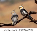 Wild Cockatiel - Nymphicus hollandicus in Central Australia