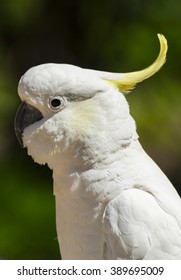 Wild cockatoo on a green background. Seen in Dandenong Ranges national park, Victoria - Australia