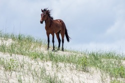 Wild Colonial Spanish Mustangs On The Dunes And Beach In Northern Currituck Outer Banks
