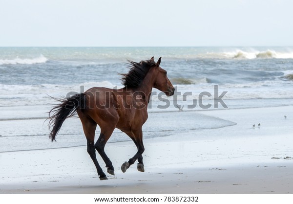 Wild Colonial Spanish Mustangs on\
the dunes and beach in northern Currituck Outer\
Banks