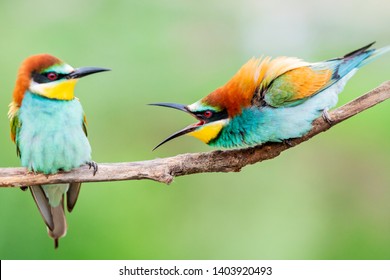 Wild Colorful Birds In Conflict