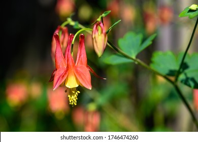 Wild Columbine bloom - aquilegia canadensis. great for North American native gardens with light shade to partial sun, moist to dry conditions.