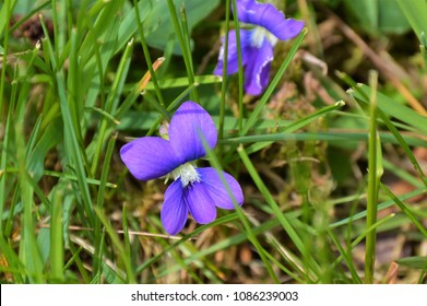 Wild Common Blue Violets Background