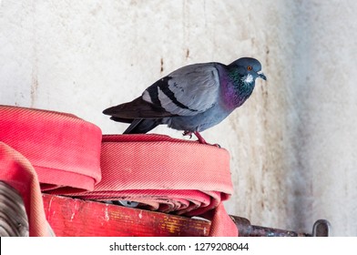 Wild Common Dove Pigeon Bird Sitting On Twisted Red Fire Hose Laying On Outdoor Shelf