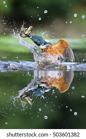 Wild Common Kingfisher (Alcedo atthis) emerging from water with a fish. Taken in Scotland, UK