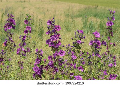 Fangen Sie Seitenrand Auf Hd Stock Images Shutterstock