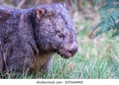 Wild Common Wombat Foraging, Mount Macedon, Victoria, Australia, April 2018