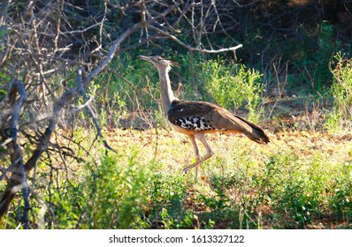 Corey Bustard Hd Stock Images Shutterstock