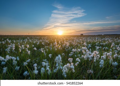 Wild cotton field sunset in Iceland 