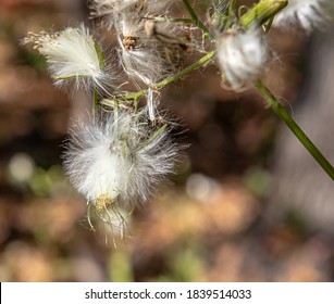 Wild Cotton In Mark Twain National Forest 