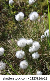 Wild Cotton Near Chena Hot Springs Alaska