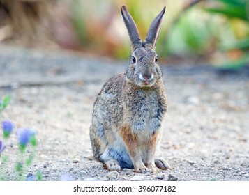 Wild Cotton Tail Rabbit 