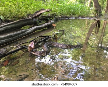 Wild Cottonmouth Water Moccasin