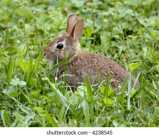 Scratchbunny Images Stock Photos Vectors Shutterstock Scratchbunny images stock photos vectors shutterstock
