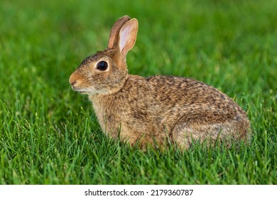 Wild Cottontail Rabbit In Lawn. Wildlife, Animals, And Habitat Conservation Concept.