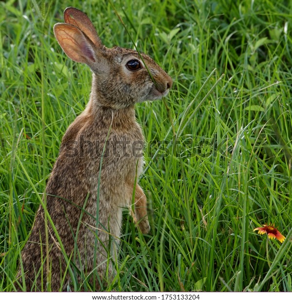 Wild cottontail rabbit standing to eat the tall grass   \
            