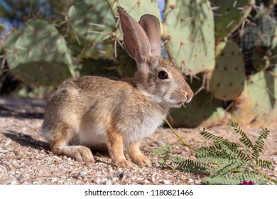 Wild cottontail rabbit, this cottontail bunny is foraging in the Sonoran desert for food outside of Tucson, Arizona. Close up of an adorable and cute native to North America animal. Pima county 2018.