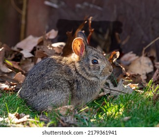 Wild Cottontail Rabbit With Tick Inside Ear. Wildlife, Animals, And Habitat Conservation Concept.