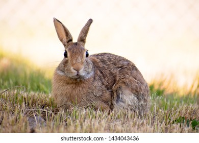 Wild Cottontail In A Suburban Front Yard, Building Her Nest.