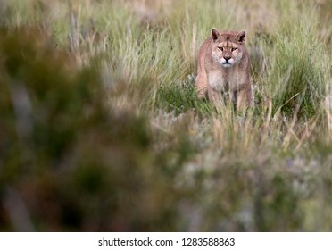 Wild Cougar (Puma Concolor Concolor) In Torres Del Paine National Park In Chile. Stalking A Possible Prey.