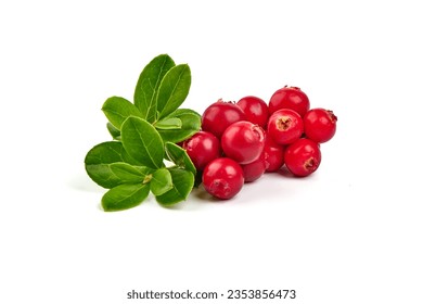 Wild cowberry (foxberry, lingonberry) with leaves, isolated on white background. High resolution image