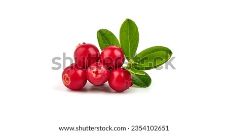 Wild cowberry (foxberry, lingonberry) with leaves, isolated on white background. High resolution image