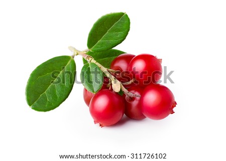 Wild cowberry (foxberry, lingonberry) with leaves. Infinite depth of field,retouched. See my portfolio for better release with clipping paths