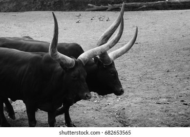 wild cows