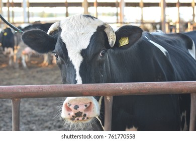 Wild Cows In The Farmer