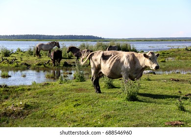 Wild cows grazing and eating grass in the meadow by the Engure lake, the Latvian blue cows, Nature Park - Engures Ezers  - Shutterstock ID 688546960