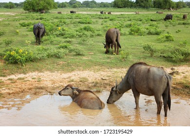 Wild Cows In Yala National Park, Sri Lanka