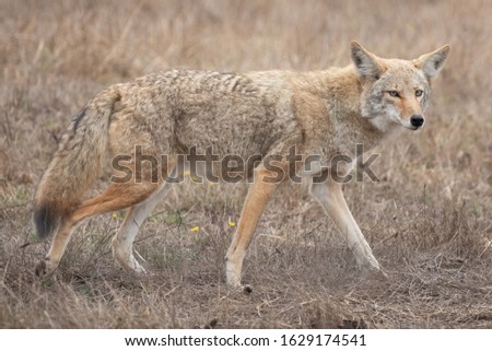 Wild Coyote - (Canis latrans)