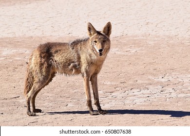 210 Coyote Nevada Images, Stock Photos & Vectors 