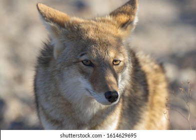 Wild Coyote In Death Valley California.