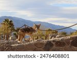 Wild coyote in Death Valley National Park