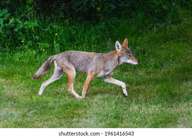 A wild coyote moves across the edge of a lawn in a suburban neighborhood in Carnation, a rural suburb to the east of Seattle