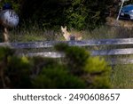 A wild coyote out in nature running through grass on a farm. Coyote hunting
